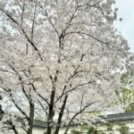 Gigi Lai Instagram - 如詩如畫的景色🏞️賞心悅目的花朵🌼🌸 #喜歡杭州 #杭州最美的季節 #太漂亮了 #spring #sharethelove #moment #nature #hangzhou #holiday