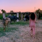 Gihan El Shamashergy Instagram - 🍃 🐄 🍃