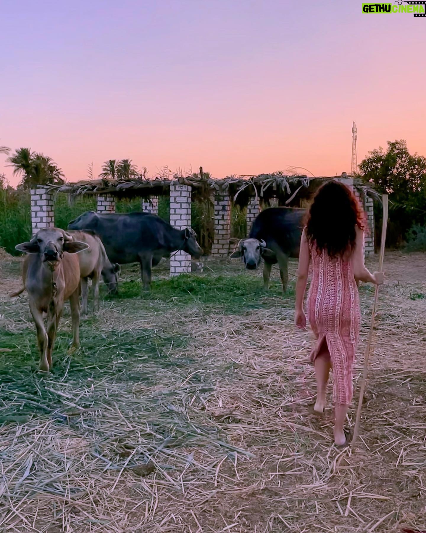 Gihan El Shamashergy Instagram - 🍃 🐄 🍃
