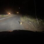 Gina Dirawi Instagram - Pallar internet verkligen ännu en svensk på Ibiza?