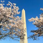 Gina Gershon Instagram - Early morning brisk walk with my sister and the cherry blossoms- is seemed so hopeful….….#spring #seestors #washingtonmonument 🌸🌸🌸🌸🌸