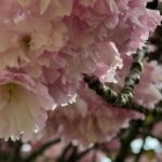 Gina Gershon Instagram - Cherry blossoms, friends and Godkids. #sunday