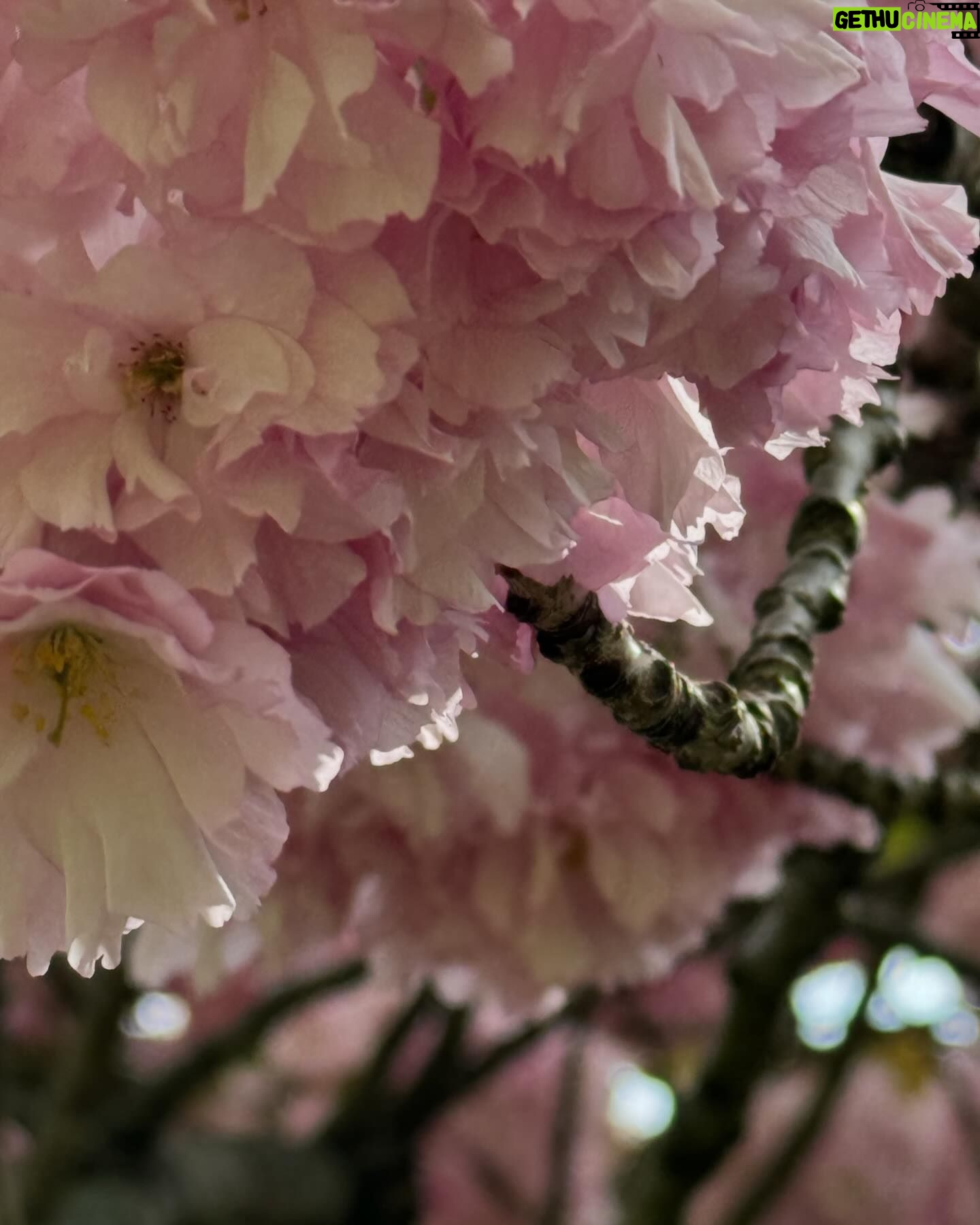 Gina Gershon Instagram - Cherry blossoms, friends and Godkids. #sunday