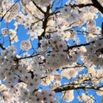 Gina Gershon Instagram - Early morning brisk walk with my sister and the cherry blossoms- is seemed so hopeful….….#spring #seestors #washingtonmonument 🌸🌸🌸🌸🌸