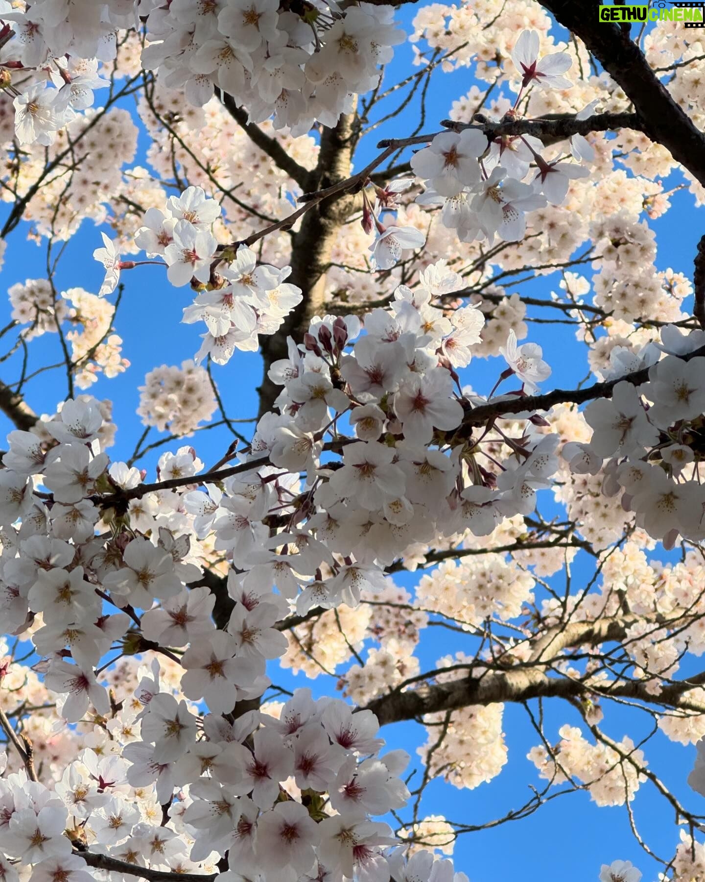 Gina Gershon Instagram - Early morning brisk walk with my sister and the cherry blossoms- is seemed so hopeful….….#spring #seestors #washingtonmonument 🌸🌸🌸🌸🌸