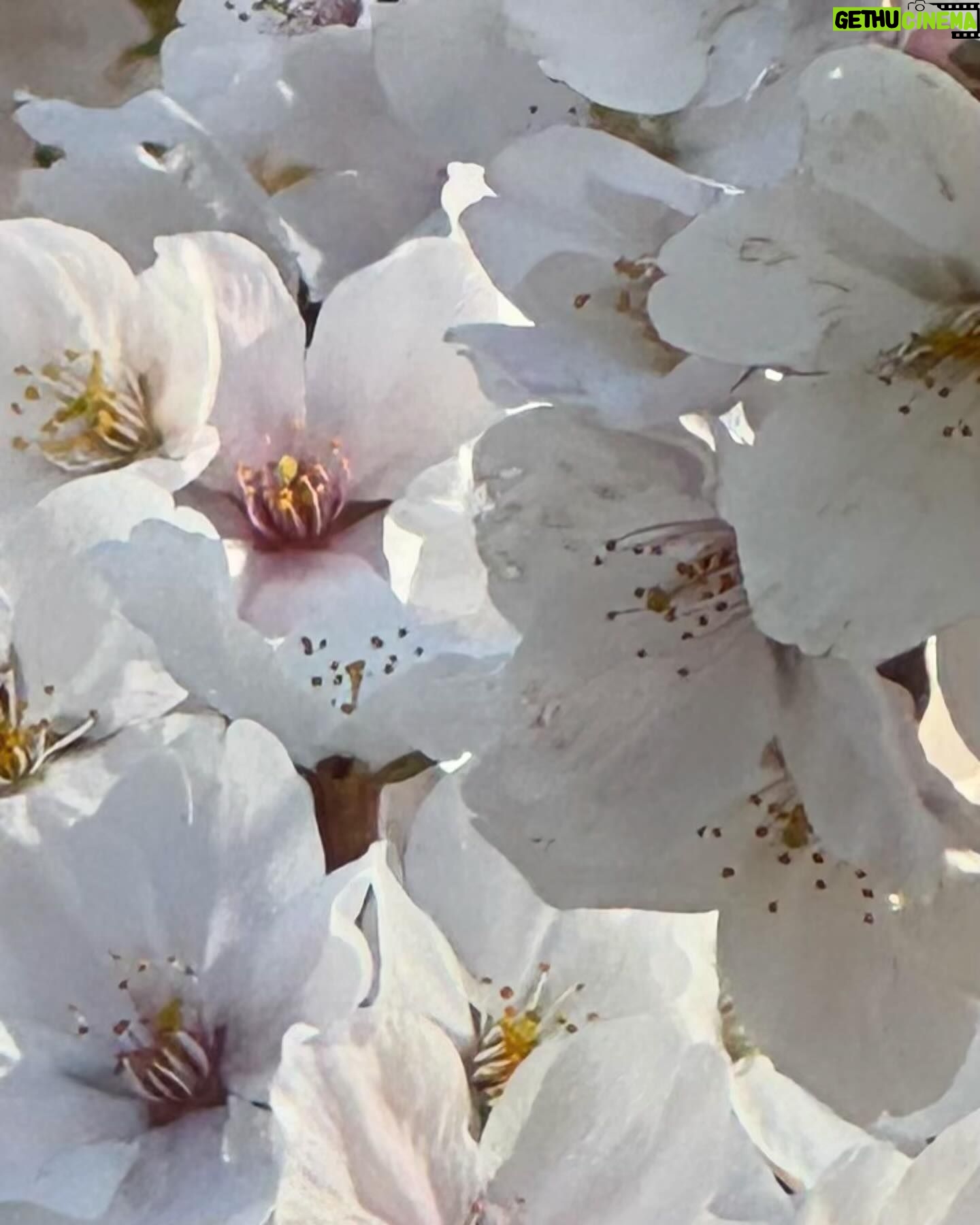 Gina Gershon Instagram - Early morning brisk walk with my sister and the cherry blossoms- is seemed so hopeful….….#spring #seestors #washingtonmonument 🌸🌸🌸🌸🌸