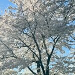 Gina Gershon Instagram - Early morning brisk walk with my sister and the cherry blossoms- is seemed so hopeful….….#spring #seestors #washingtonmonument 🌸🌸🌸🌸🌸