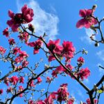 Gina Gershon Instagram - Cherry Blossoms! Its happening!!! You have a few weeks.. Go! It’ll make you feel good. Mother Nature . Nothing like it. 🌸🌸🌸🌸