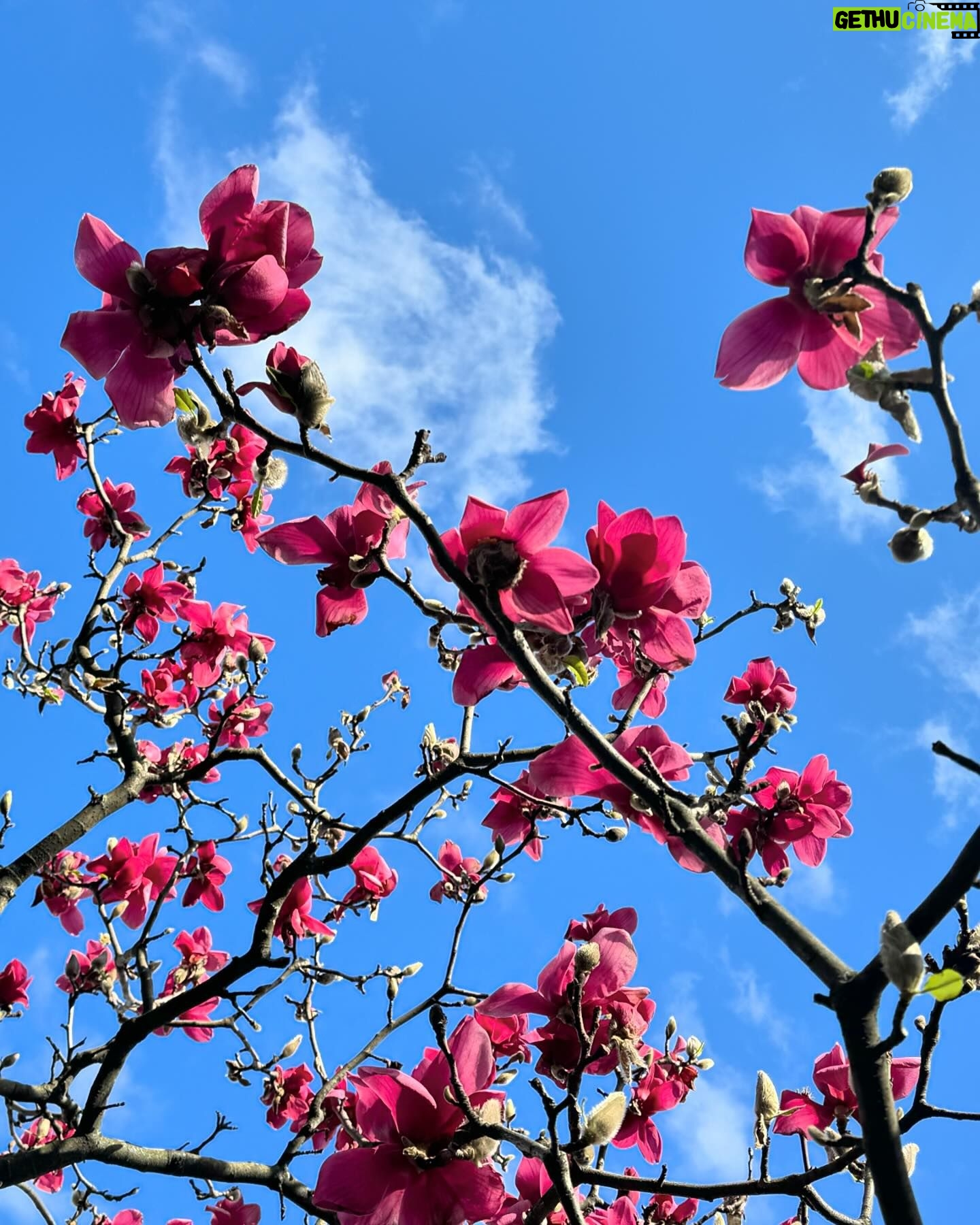 Gina Gershon Instagram - Cherry Blossoms! Its happening!!! You have a few weeks.. Go! It’ll make you feel good. Mother Nature . Nothing like it. 🌸🌸🌸🌸
