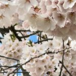 Gina Gershon Instagram - Cherry Blossoms! Its happening!!! You have a few weeks.. Go! It’ll make you feel good. Mother Nature . Nothing like it. 🌸🌸🌸🌸