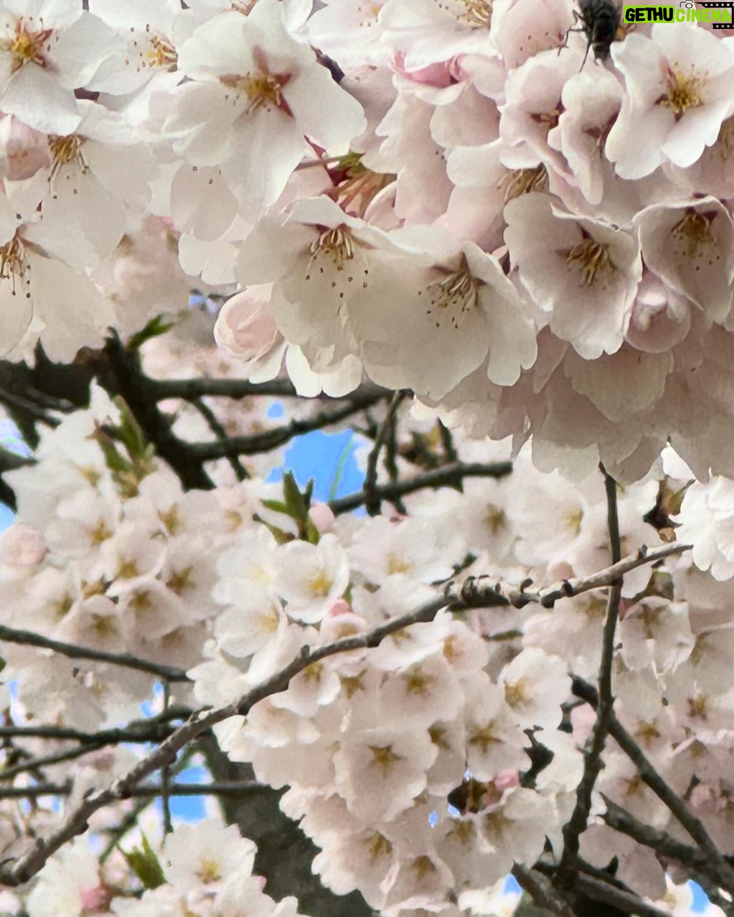 Gina Gershon Instagram - Cherry Blossoms! Its happening!!! You have a few weeks.. Go! It’ll make you feel good. Mother Nature . Nothing like it. 🌸🌸🌸🌸