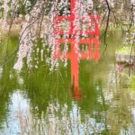 Gina Gershon Instagram - Cherry Blossoms! Its happening!!! You have a few weeks.. Go! It’ll make you feel good. Mother Nature . Nothing like it. 🌸🌸🌸🌸
