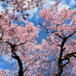 Gina Gershon Instagram - Cherry Blossoms! Its happening!!! You have a few weeks.. Go! It’ll make you feel good. Mother Nature . Nothing like it. 🌸🌸🌸🌸