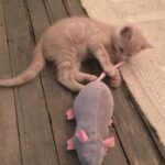 Gina Gershon Instagram - I could not Love this furry baby more. It was definitely love at first sight and I can’t believe he is now 7! And still he has his constant companion since he was a baby, Ralphie The Rat . I only have a about a million pictures of this handsome naughty devil….hard to choose which ones to post….Happy Birthday to the One and Only,Lord Louie Azuzu the Magnificient!!!! And thank you to all of his admirers and retinue. ❤️🎂❤️🎂❤️