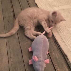 Gina Gershon Instagram - I could not Love this furry baby more. It was definitely love at first sight and I can’t believe he is now 7! And still he has his constant companion since he was a baby, Ralphie The Rat . I only have a about a million pictures of this handsome naughty devil….hard to choose which ones to post….Happy Birthday to the One and Only,Lord Louie Azuzu the Magnificient!!!! And thank you to all of his admirers and retinue. ❤️🎂❤️🎂❤️