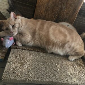 Gina Gershon Instagram - I could not Love this furry baby more. It was definitely love at first sight and I can’t believe he is now 7! And still he has his constant companion since he was a baby, Ralphie The Rat . I only have a about a million pictures of this handsome naughty devil….hard to choose which ones to post….Happy Birthday to the One and Only,Lord Louie Azuzu the Magnificient!!!! And thank you to all of his admirers and retinue. ❤️🎂❤️🎂❤️