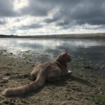 Gina Gershon Instagram - I could not Love this furry baby more. It was definitely love at first sight and I can’t believe he is now 7! And still he has his constant companion since he was a baby, Ralphie The Rat . I only have a about a million pictures of this handsome naughty devil….hard to choose which ones to post….Happy Birthday to the One and Only,Lord Louie Azuzu the Magnificient!!!! And thank you to all of his admirers and retinue. ❤️🎂❤️🎂❤️