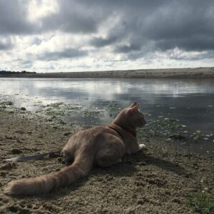 Gina Gershon Instagram - I could not Love this furry baby more. It was definitely love at first sight and I can’t believe he is now 7! And still he has his constant companion since he was a baby, Ralphie The Rat . I only have a about a million pictures of this handsome naughty devil….hard to choose which ones to post….Happy Birthday to the One and Only,Lord Louie Azuzu the Magnificient!!!! And thank you to all of his admirers and retinue. ❤️🎂❤️🎂❤️