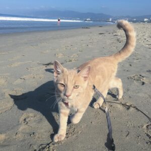 Gina Gershon Instagram - I could not Love this furry baby more. It was definitely love at first sight and I can’t believe he is now 7! And still he has his constant companion since he was a baby, Ralphie The Rat . I only have a about a million pictures of this handsome naughty devil….hard to choose which ones to post….Happy Birthday to the One and Only,Lord Louie Azuzu the Magnificient!!!! And thank you to all of his admirers and retinue. ❤️🎂❤️🎂❤️