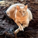 Gina Gershon Instagram - I could not Love this furry baby more. It was definitely love at first sight and I can’t believe he is now 7! And still he has his constant companion since he was a baby, Ralphie The Rat . I only have a about a million pictures of this handsome naughty devil….hard to choose which ones to post….Happy Birthday to the One and Only,Lord Louie Azuzu the Magnificient!!!! And thank you to all of his admirers and retinue. ❤️🎂❤️🎂❤️