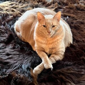 Gina Gershon Instagram - I could not Love this furry baby more. It was definitely love at first sight and I can’t believe he is now 7! And still he has his constant companion since he was a baby, Ralphie The Rat . I only have a about a million pictures of this handsome naughty devil….hard to choose which ones to post….Happy Birthday to the One and Only,Lord Louie Azuzu the Magnificient!!!! And thank you to all of his admirers and retinue. ❤️🎂❤️🎂❤️
