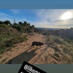 Gina Yashere Instagram - Being a London born city girl, I never gave a damn about nature, but as I get older and realize I've only got maybe 20 good summers left, if I'm lucky. (Thanx @deoncole 😜), I'm spending more time appreciating the simple things...and seeing things thru the eyes of these dogs, how excited they are about their short lives...I've realized I've become a FULL WHITE LESBIAN 🤣 A bitch is VOLUNTARILY HIKING 🤣