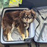 Gina Yashere Instagram - I'm carry-on Bitch! Kayo is like ' if you think you're going on another trip without me, THINK AGAIN! YOU THINK I DIDN'T WANNA MEET THE @VP & GO TO @ESSENCEFEST? NEXT TIME YOU LEAVE ME, I WILL SHIT ON YOUR PILLOW.' 🤣 These pups @lilkemandkayo have us laughing all day 🤣 Shall I bring him to Chicago this weekend? Maybe I'll sell more #cackhanded books with his cuteness. 😜 #Thewomankingofcomedy coming to a city near you CHICAGO PORTLAND OR DETROIT LOS ANGELES WASHINGTON DC MONTREAL TORONTO DON'T ASK ME SHIT!! GINAYASHERE.COM FOR DEETS #australianshepherd #miniaussie #australianshepherdsofinstagram #miniaussiesofinstagram Comedy #comedian #ginayashere #nigerian #naija #kemi #bobheartsabishola #standup #standupcomedy