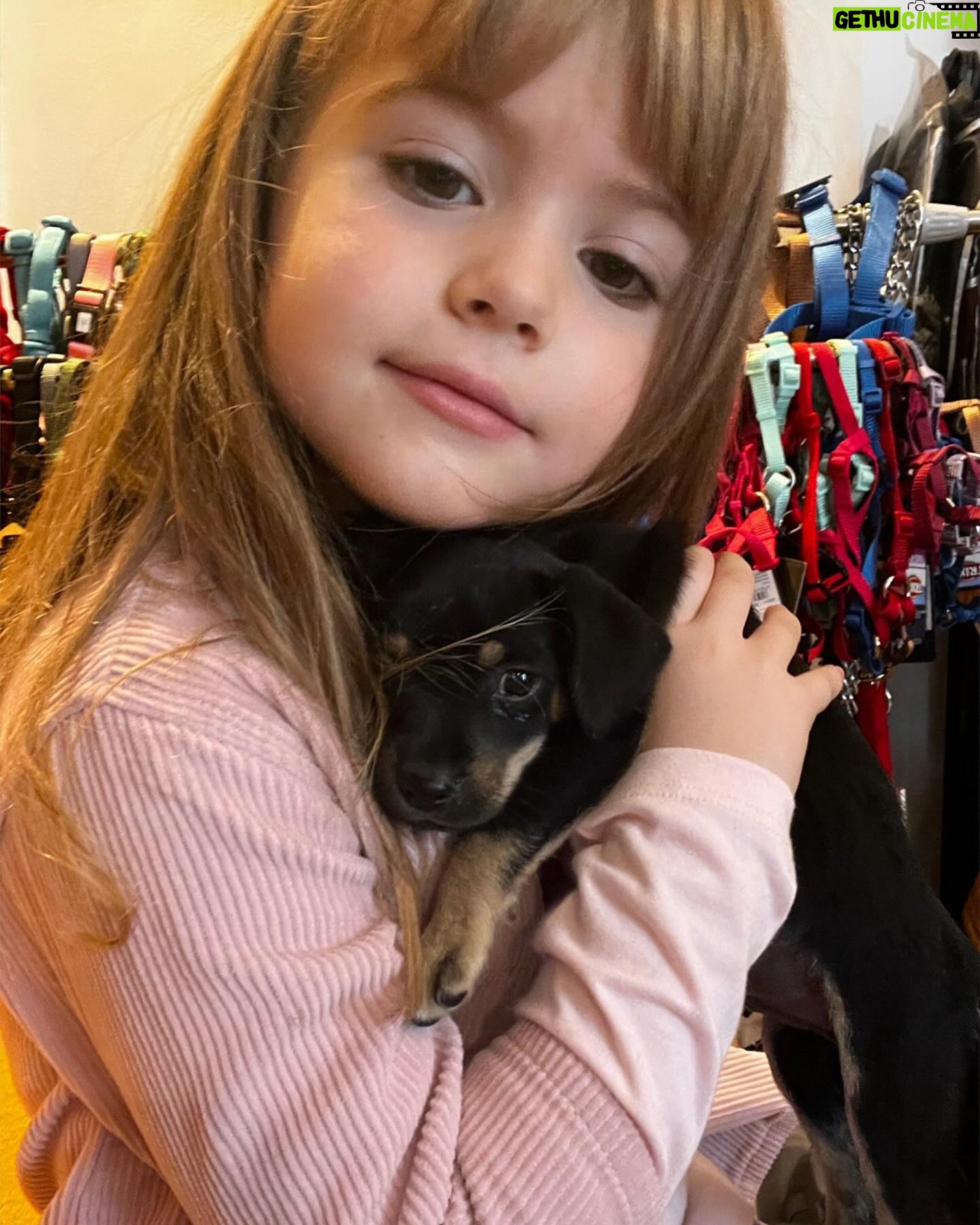 Giulia Elettra Gorietti Instagram - “Ne voglio un altro mamma.” 🤦♀️🤷♀️ “Amore non vorrai che Maraya sia gelosa e ci rimanga male vero?” “No mamma si abitua come facciamo tutti” Ed io “lo vuoi un fratellino?” 🤣 per distrarla E lei “NO.voglio il cane.poi anche un fratellino” . . . . . . . #violante #puppy #dog #cuccioli #pincher #chiuaua #animaldog #animalovers #animalover