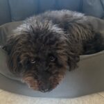 Glenda Resta Instagram - Scrivi una didascalia… NO PERCHÉ LO DECIDO IO SE SCRIVERLA O MENO. è la mia vita e decido io. Oh 💩 la sto scrivendo. Ma perché lo volevo io, non perché mi hai comandato di farlo tu. BAH.