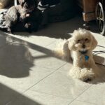Glenda Resta Instagram - Questo video è confusionario quanto la mia vita😂🐾 voi avete cani?