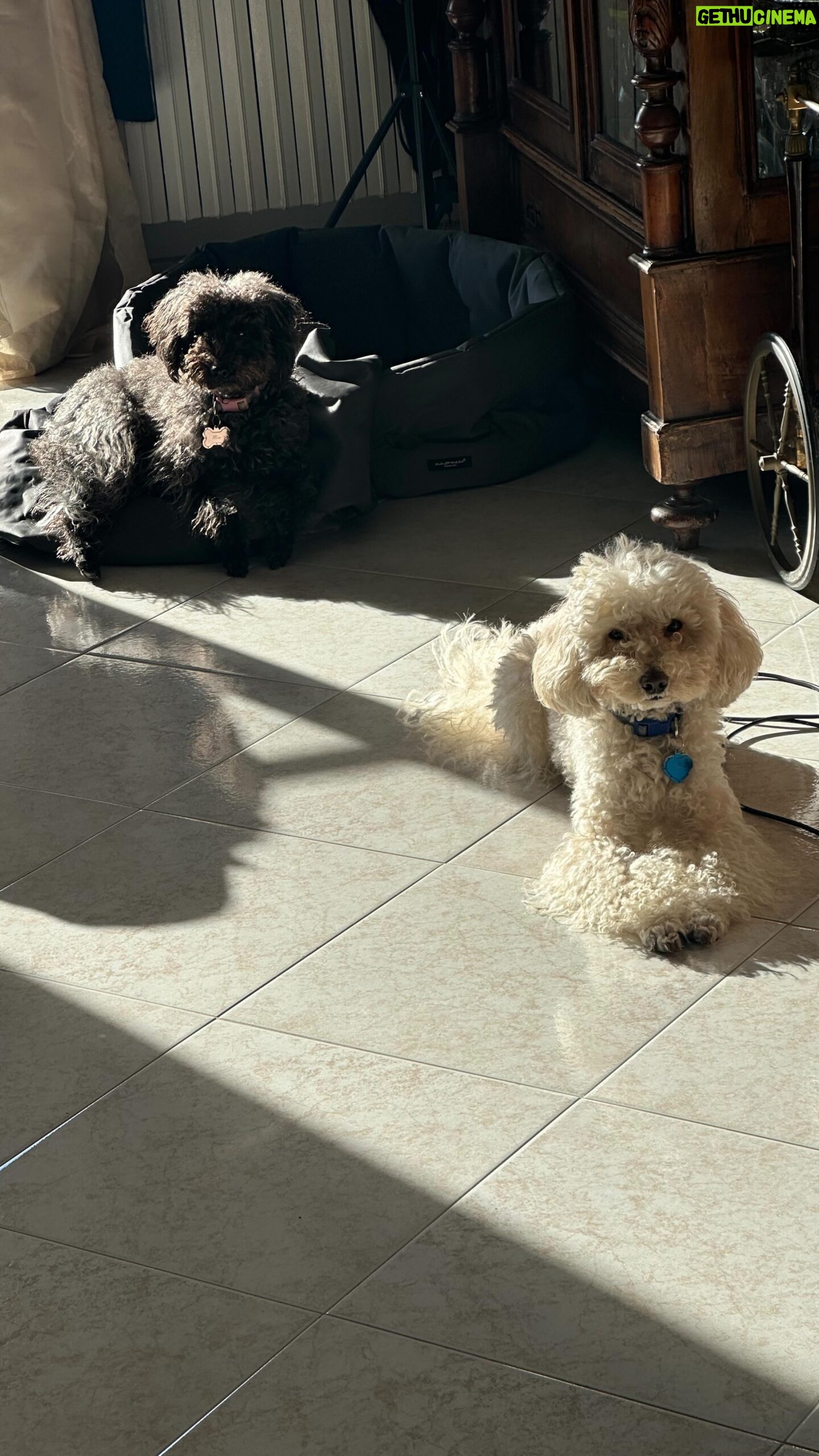 Glenda Resta Instagram - Questo video è confusionario quanto la mia vita😂🐾 voi avete cani?