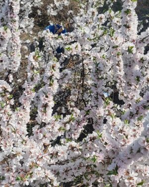 Go Bo-gyeol Instagram - April 💐 🌸요즘 날씨가 너무 좋네요..🌷좋은 주말 되세요🦄