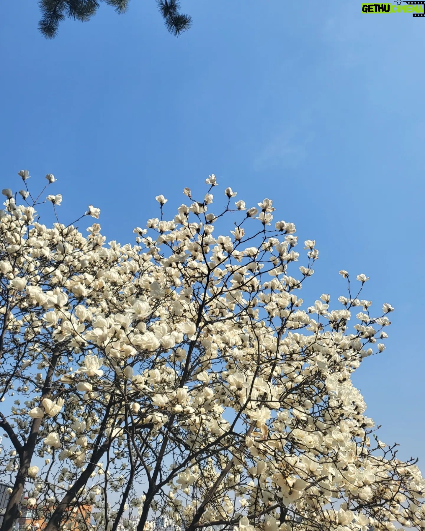 Go Bo-gyeol - 73.4K Likes - April 💐 🌸요즘 날씨가 너무 좋네요..🌷좋은 주말 되세요🦄