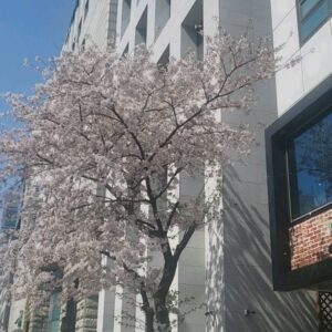 Go Bo-gyeol Instagram - April 💐 🌸요즘 날씨가 너무 좋네요..🌷좋은 주말 되세요🦄