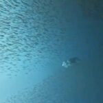Go Bo-gyeol Instagram - When you dive, a completely different world opens🌊