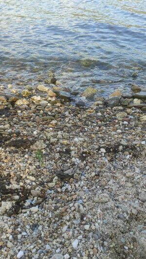 Gonca Cilasun Instagram - Geçmiş yabancı bir ülkedir. Her şeyi farklı yaparlar orada.
L. P. Hartley

#artıkyenişeylersöylemeklazım
#güldegüzelleş
#deniz
#sealife
#mylife
