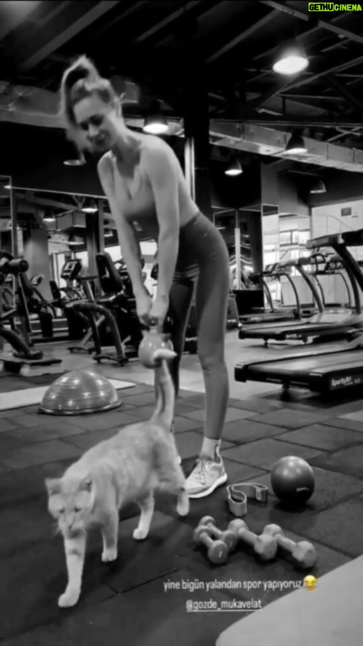 Gözde Mukavelat - 3 Likes - O esniyo benim yerime, ben ağırlık çalışıyorum spor daha çabuk bitiyor 😹😻