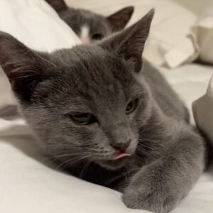 Grace Victoria Cox Instagram - *UPDATE: I ADOPTED THEM LOL*, Alice and Greta, are adoptable!!! These girls are the BEST cats on earth; no really- they are perfect❤️ To say I am obsessed with them would be a total understatement 🥹💕⭐️ Alice and Greta are the sweetest and most angelic kitties. More than anything, all that these girls want is to curl up in your lap and give you lots of hugs and kisses (yes, kisses!! They’ve learned a lot from my dog!!). We rescued Alice, Greta, and their brother from a city shelter 4 months ago when they were 10 days old— they were scheduled to be euthanized that same day!! 💔 (a lil side note: shelters do NOT want to euthanize animals, which is exactly why they ask rescues for help!!) As soon as I saw these kitties I knew that we had to save them (I want to save EVERYTHING lol- a mindset that I def absorbed from my rescue mentor @eerieofthecats !!) We found out during intake that these 3 were COVERED in ringworm (@wwhulk2 saw it immediately but ofc I didn’t want to believe him 🥲) The boy kitten didn’t end up making it. He was just too sick. He passed away a week later, but he knew LOTS of love in that time❤️ I knew that I would do anything I could to make sure that Alice and Greta pulled through…. And they did!!! 4 months later, Alice and Greta are HEALTHY, happy, AMAZING kittens that are SO ready for a forever home ❤️ They are the world’s MOST loving cats. Their adopter will be so unbelievably lucky to have them 🥳💕😻 The reason why I’m sharing this whole big thing is just to say… Alice and Greta’s story isn’t unique. Everything that these girls faced is super standard for orphaned kittens; ending up on the euthanasia list at a shelter, almost dying from being so sick… this is the story of almost every cat you’ll meet at a shelter or rescue! And they all deserve to be saved!! And deserve to find loving, forever homes ❤️❤️❤️ If you’d like to support this type of lifesaving work, the BEST thing that you can do is ALWAYS adopt your animals (never shop!), foster animals, support groups that advocate for animal welfare, and volunteer with your local animal shelters and rescues ❤️💕  and PLEASE let me know if you’d like to adopt Alice and Greta!!!!! 💕💕💕