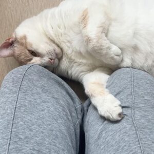 Grace Victoria Cox Instagram - Hi everyone!! This is my favorite cat in the entire world, Gizmo💖Gizmo and I are wondering why no one has applied to adopt him from @perrys_place_la yet 🥺?? Gizmo is the silliest, sweetest, most curious, and loving kitty. The only place he wants to be is with YOU❤️ He’ll always curl up next to you or take a nap by your feet, and will follow you from room to room just so he can be near you 🥹 He loves to explore (he’ll climb into every cabinet) and still plays like he’s a kitten (will literally chase your feet) even though he’s 10 years old, but his favorite thing ever is to make air biscuits while you scratch his head 👼 He is a perfect, quirky baby boy. You can hear him purring SO loudly in almost every video because he’s literally always SO over the moon happy to get to spend time with someone❤️ I hope that Gizmo finds his forever person soon!!! I know that he’ll be the best friend you’ve ever had. He literally PERSONALLY told me that he promises to love you more than anything and be the best boy ❤️🐈 If you have any questions about Gizmo please ask me anything (I adore him and could talk about him for hours tbh)!! If you’d like to apply to adopt Gizmo, please send an email to adoptions@heavenlypets.org or you can find an adoption application at heavenlypets.org ⭐️ if you can’t adopt Gizmo but want to help him find a home, please feel free to share this post so we can work together to find him his perfect person!! 🥰