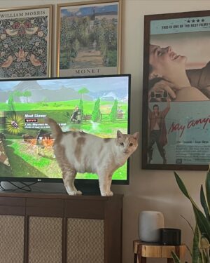 Grace Victoria Cox Instagram - Hi everyone!! This is my favorite cat in the entire world, Gizmo💖Gizmo and I are wondering why no one has applied to adopt him from @perrys_place_la yet 🥺?? Gizmo is the silliest, sweetest, most curious, and loving kitty. The only place he wants to be is with YOU❤️ He’ll always curl up next to you or take a nap by your feet, and will follow you from room to room just so he can be near you 🥹 He loves to explore (he’ll climb into every cabinet) and still plays like he’s a kitten (will literally chase your feet) even though he’s 10 years old, but his favorite thing ever is to make air biscuits while you scratch his head 👼 He is a perfect, quirky baby boy. You can hear him purring SO loudly in almost every video because he’s literally always SO over the moon happy to get to spend time with someone❤️ I hope that Gizmo finds his forever person soon!!! I know that he’ll be the best friend you’ve ever had. He literally PERSONALLY told me that he promises to love you more than anything and be the best boy ❤️🐈 If you have any questions about Gizmo please ask me anything (I adore him and could talk about him for hours tbh)!! If you’d like to apply to adopt Gizmo, please send an email to adoptions@heavenlypets.org or you can find an adoption application at heavenlypets.org ⭐️ if you can’t adopt Gizmo but want to help him find a home, please feel free to share this post so we can work together to find him his perfect person!! 🥰