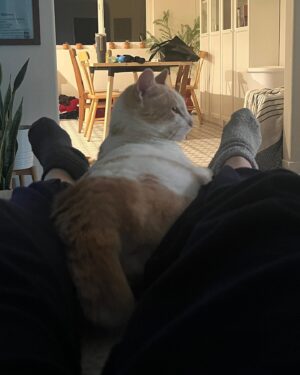 Grace Victoria Cox Instagram - Hi everyone!! This is my favorite cat in the entire world, Gizmo💖Gizmo and I are wondering why no one has applied to adopt him from @perrys_place_la yet 🥺?? Gizmo is the silliest, sweetest, most curious, and loving kitty. The only place he wants to be is with YOU❤️ He’ll always curl up next to you or take a nap by your feet, and will follow you from room to room just so he can be near you 🥹 He loves to explore (he’ll climb into every cabinet) and still plays like he’s a kitten (will literally chase your feet) even though he’s 10 years old, but his favorite thing ever is to make air biscuits while you scratch his head 👼 He is a perfect, quirky baby boy. You can hear him purring SO loudly in almost every video because he’s literally always SO over the moon happy to get to spend time with someone❤️ I hope that Gizmo finds his forever person soon!!! I know that he’ll be the best friend you’ve ever had. He literally PERSONALLY told me that he promises to love you more than anything and be the best boy ❤️🐈 If you have any questions about Gizmo please ask me anything (I adore him and could talk about him for hours tbh)!! If you’d like to apply to adopt Gizmo, please send an email to adoptions@heavenlypets.org or you can find an adoption application at heavenlypets.org ⭐️ if you can’t adopt Gizmo but want to help him find a home, please feel free to share this post so we can work together to find him his perfect person!! 🥰