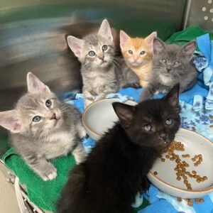 Grace Victoria Cox Instagram - hi!!! Are you interested in fostering kittens?? Or cats? With more foster volunteers, @perrys_place_la can save even more kitties! The link in my bio will take you to the foster application ✨🌟💛 if you have any questions about fostering, or want more info before filling out an application, you can send an email to fosters@heavenlypets.org OR you can dm me if you’d like!! :)