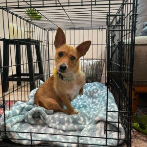 Grace Victoria Cox Instagram - * update !! Yoda is adopted! :) * Mama Yoda will be available for adoption SOON!! through @tobiessmalldogrescue! I know I say this about every foster I’ve ever had but….. this time I really REALLY mean it when I tell you that Yoda is the MOST special dog of all time. She loves everyone!!! She literally cries on walks when she doesn’t get to say hi to everybody that she sees!! Yoda is a total angel with other dogs (even my crazy girl violet likes her!!) and kids! All this girl wants to do is cuddle up next to you and nap. One of Yoda’s legs is extra cute and smaller than the rest, but she has no problem hopping around with you!! Hikes and long walks aren’t for her but couch potato dogs are a dream. Yoda doesn’t really understand playing but I think as she feels more comfortable in her environment and with another dog around to teach her she could get the hang of it?? But to be totally honest with you she is already PERFECT exactly as she is ❤️❤️❤️ Yoda has SOOOOOO much LOVE to give. If you’re looking for a new best friend she is 100% your girl!!!