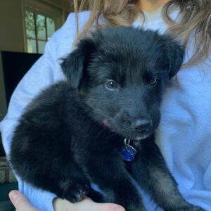Grace Victoria Cox Instagram - ✨update!!! Celandine is adopted!!!!!! She has the most AMAZING new fam!!✨ My foster 💘💘CELANDINE💘💘 u can apply to adopt her soon(!!) through @thelabellefoundation. She is the sweetest gal ever!!