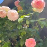 Greer Grammer Instagram - LAX-> BNA-> BOS ✈️❤️ Couple days late but here’s a July recap ☺️ annnd since Instagram is pushing videos over photos it’s a video of photos feat: travel, friends & work 💕