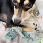 Guta Stresser Instagram – Chopp!!
#petlovers #srd #caozinholindo #sobrinhopet #cabodeguerracomameia #chopp #casadamãe