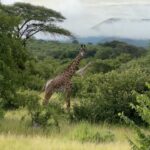 Hélène Boudreau Instagram – safari trip with @asanjaafrica 🥹🐘🦒 best week and all of this thanks to @chanel_miaww you can book with her to live the same experience i had.