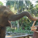 Hagda Prata Instagram – Alimentando o elefante e morrendo de medo dele confundir a minha mão com a banana 😅

É lindo, mas da medo kkk