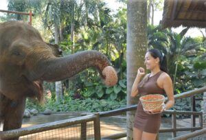 Hagda Prata Instagram - Alimentando o elefante e morrendo de medo dele confundir a minha mão com a banana 😅

É lindo, mas da medo kkk