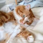 Hailee Keanna Lautenbach Instagram - I googled “cheesy cat quotes”: Express the love you’re “feline” with these great cat quotes. “Cats choose us; we don’t own them.” -PC Cast and Kristin Cast Whoever Kristen and PC are, wow. Groundbreaking. That’s as far as I got before closing that tab immediately! For rizzzle though, maybe the only good thing that happened in my drinking days was deciding to find a cat on Craigslist one night and making my friend drive me to the first late night cat purchasing responders farm because MY GRINCH HEART GREW FOR THIS GUY have you read the golden compass?? My fave trilogy, btw. But he’s like my dæmon!!! This wasn’t intended to be a long caption it’s just a cute vid but I couldn’t stop. I guess I’m back! #craigslistcat #dæmon #craigslistkitty #gingercat #weasley #orangecat #orangecatbehavior